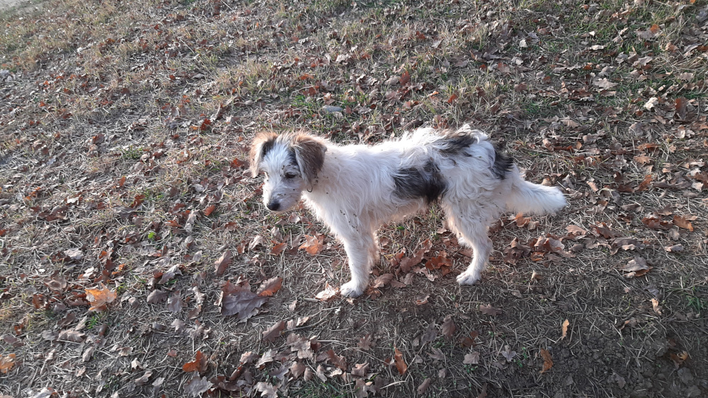 The sweet dog from the poem