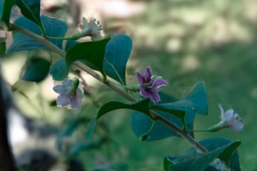 Image of a Goji flower